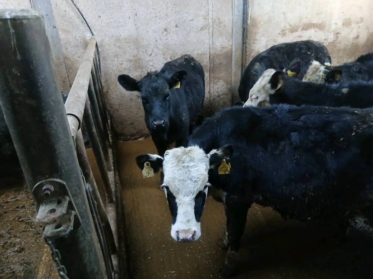 Aberdeen Angus and Hereford weanlings - Image 4