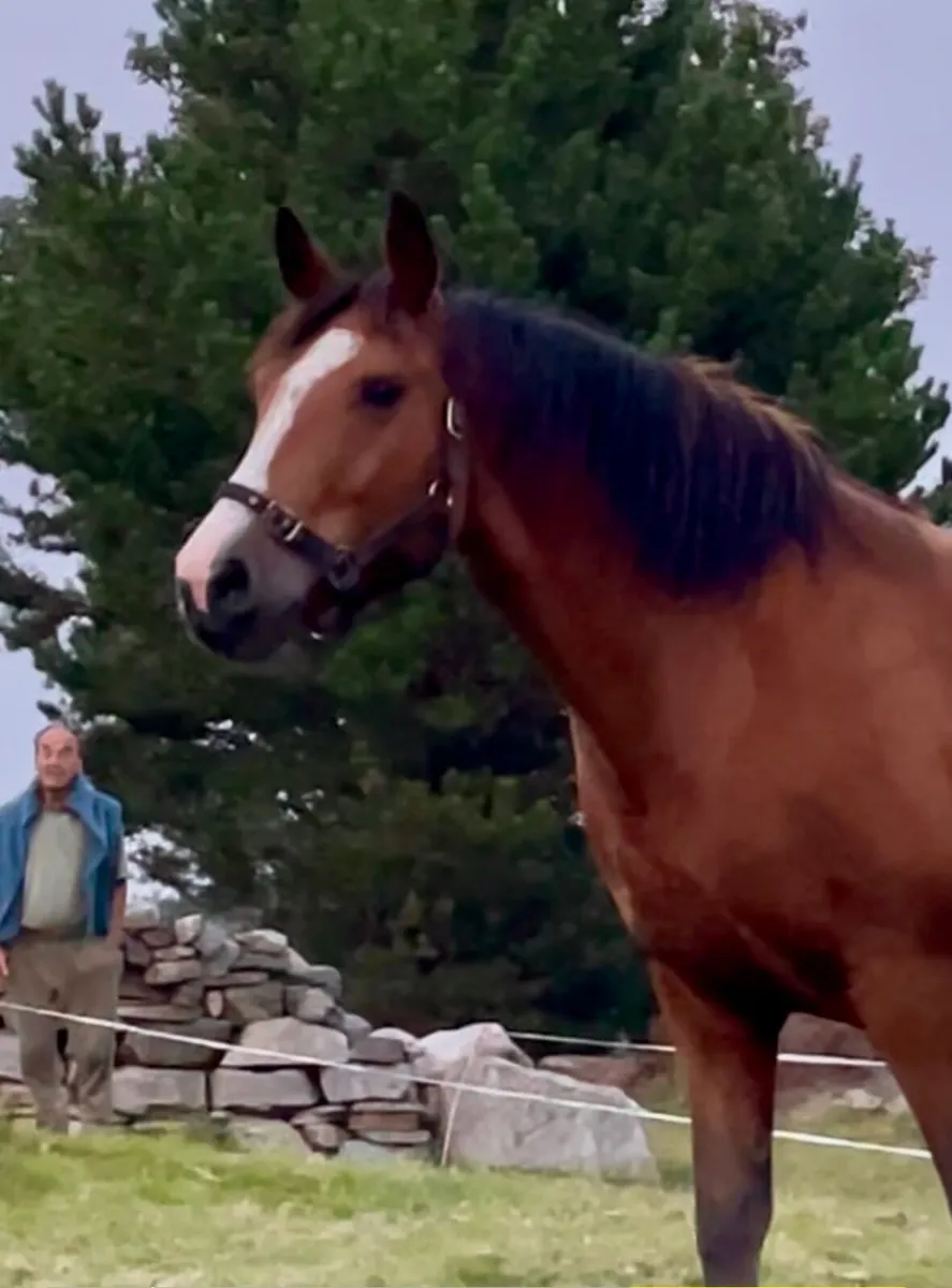 Beautiful Connemara Mare - Image 3