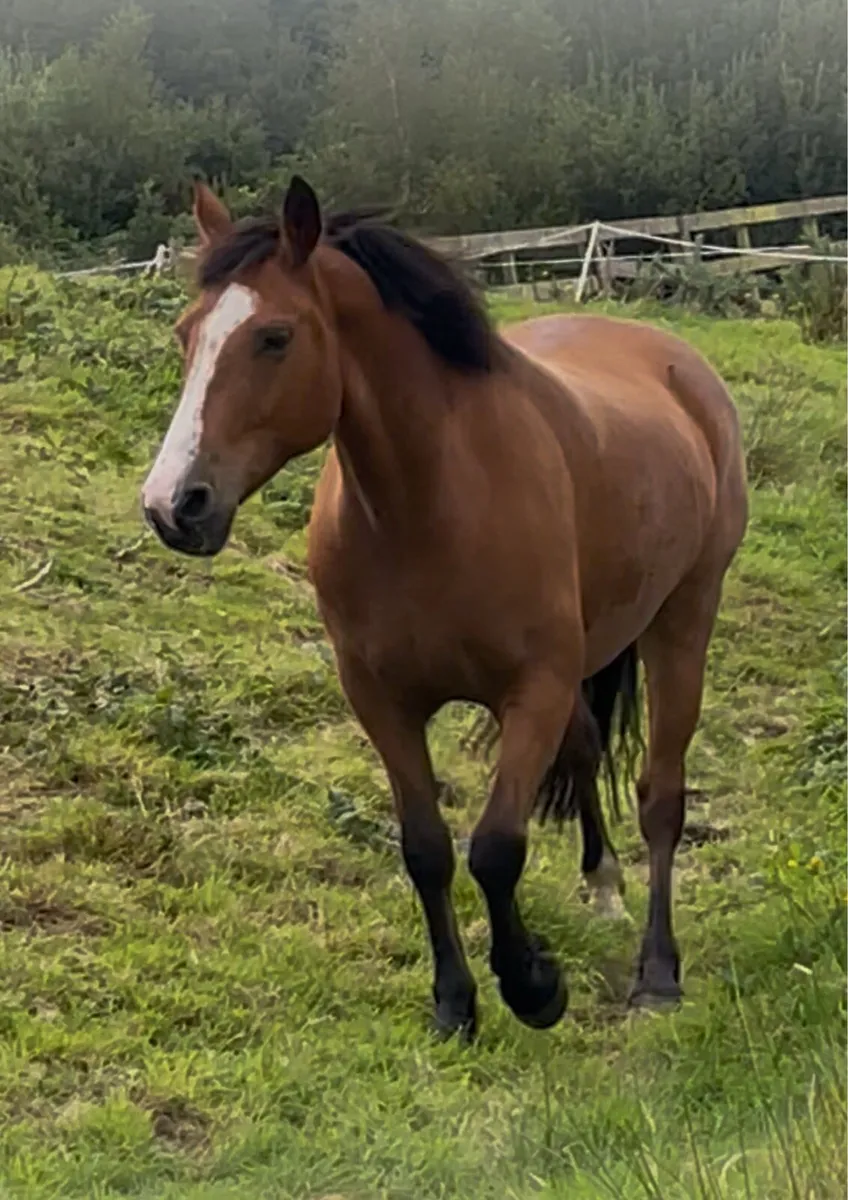 Beautiful Connemara Mare - Image 2