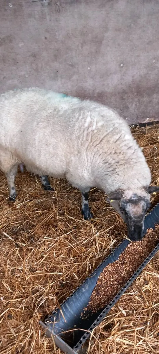 3yr old foster ewe - Image 2