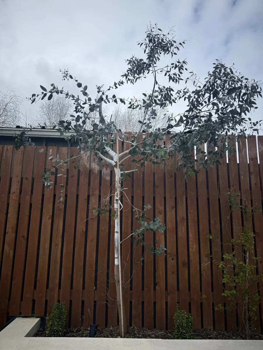 Mature Eucalyptus Tree - Image 1