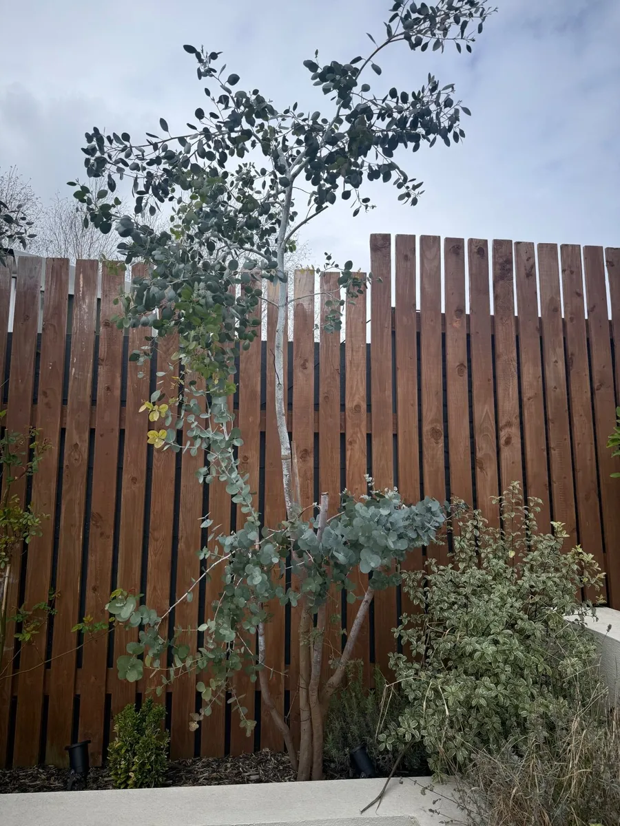 Mature Eucalyptus Tree - Image 2