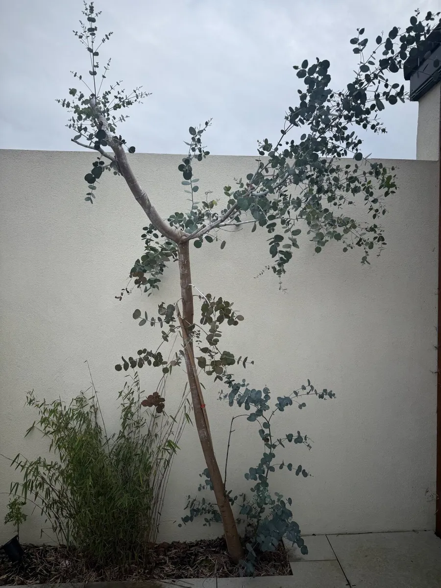 Mature Eucalyptus Tree - Image 3