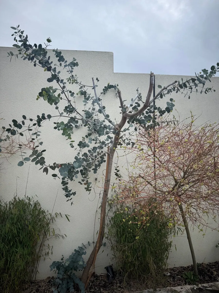Mature Eucalyptus Tree - Image 4