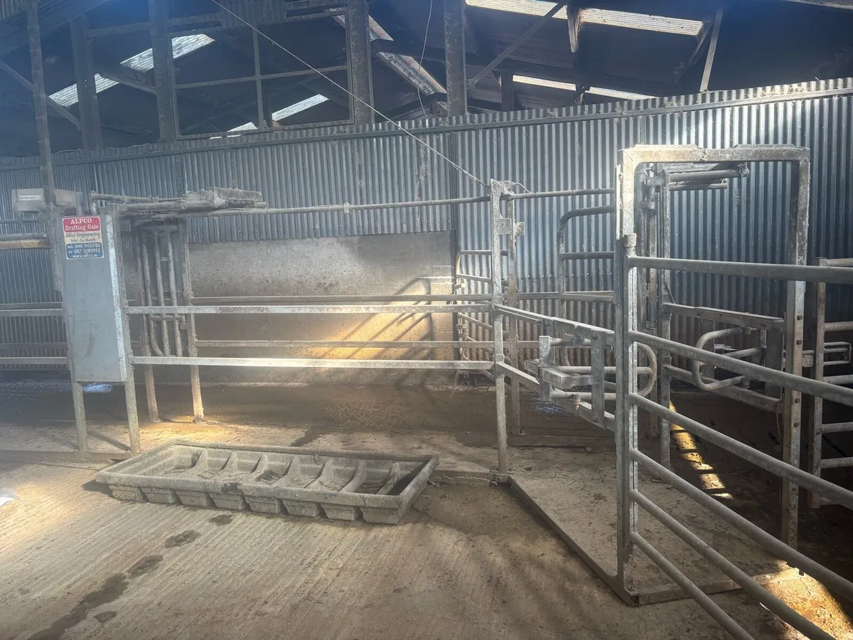 Alfco Dairy cow drafting gate - Image 1