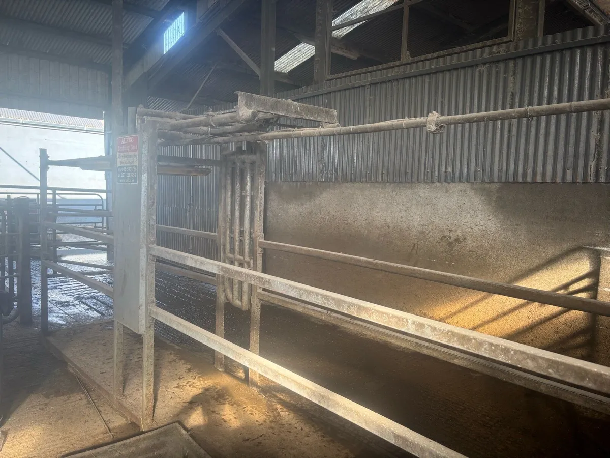 Alfco Dairy cow drafting gate - Image 2