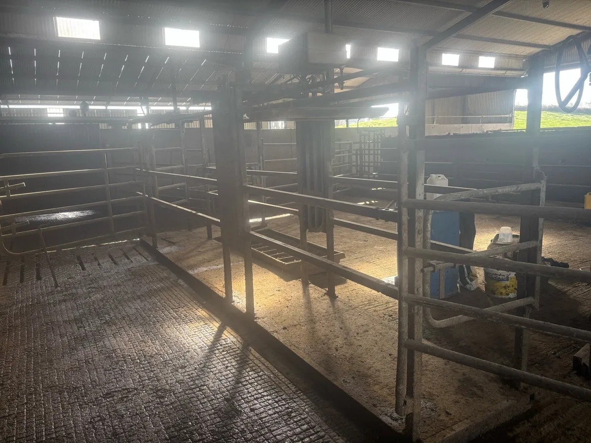 Alfco Dairy cow drafting gate - Image 3