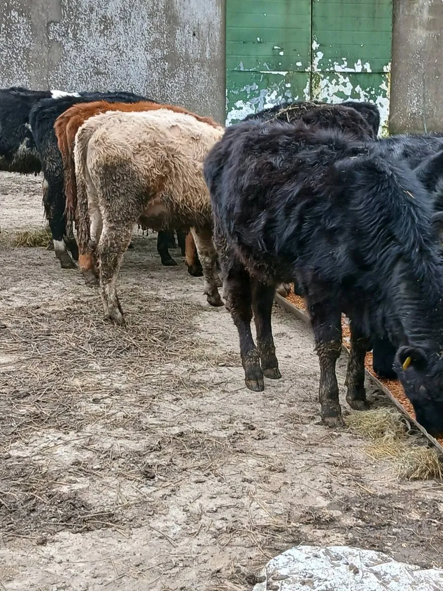 AAX weanling heifers - Image 1