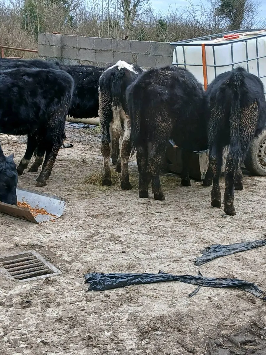 AAX weanling heifers - Image 3