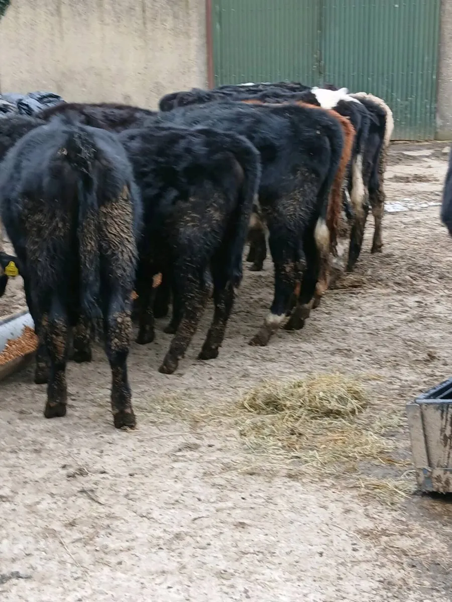 AAX weanling heifers - Image 4