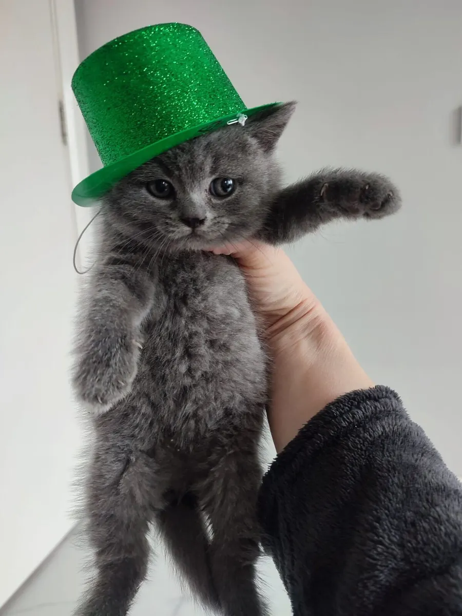 Amazing Purebred Scottish and British shorthair ki - Image 3