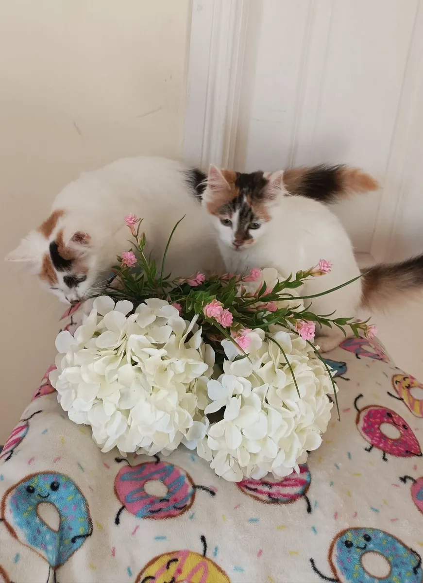 Van kittens,♥️🤍♥️ - Image 4