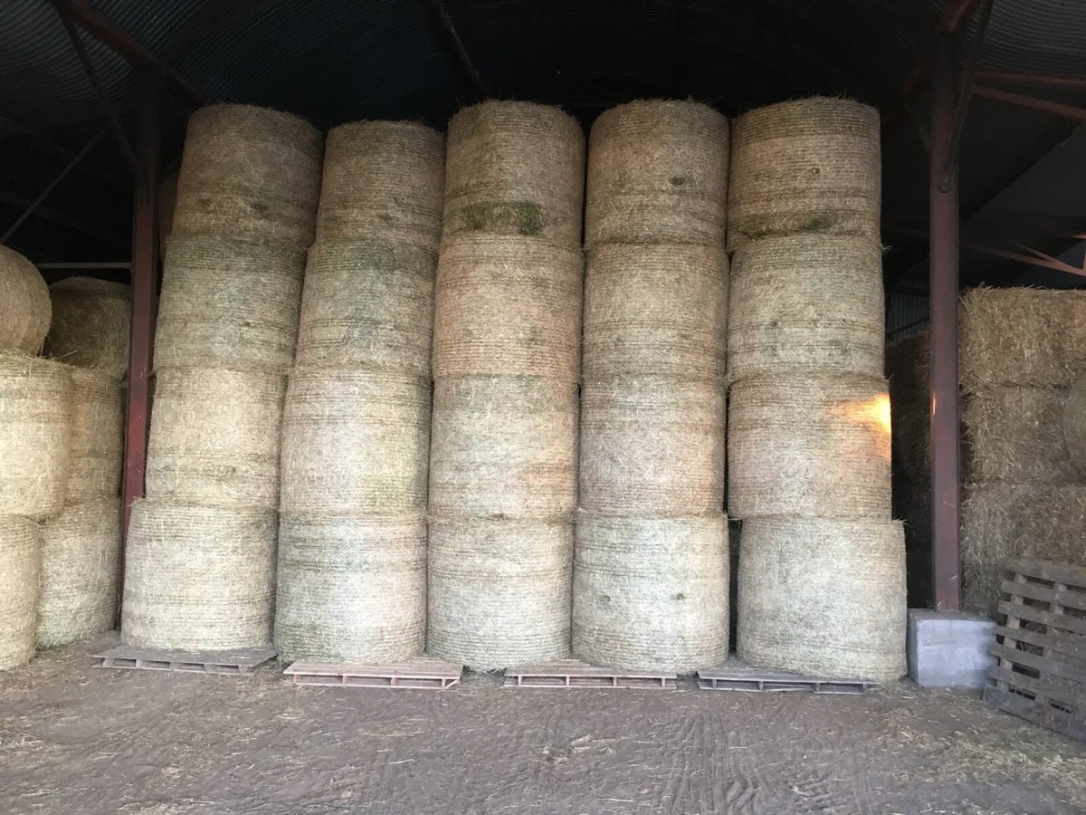 Round bale hay - Image 1