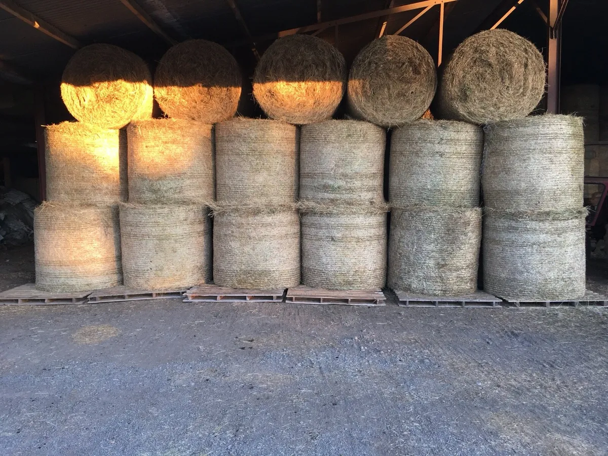 Round bale hay - Image 4