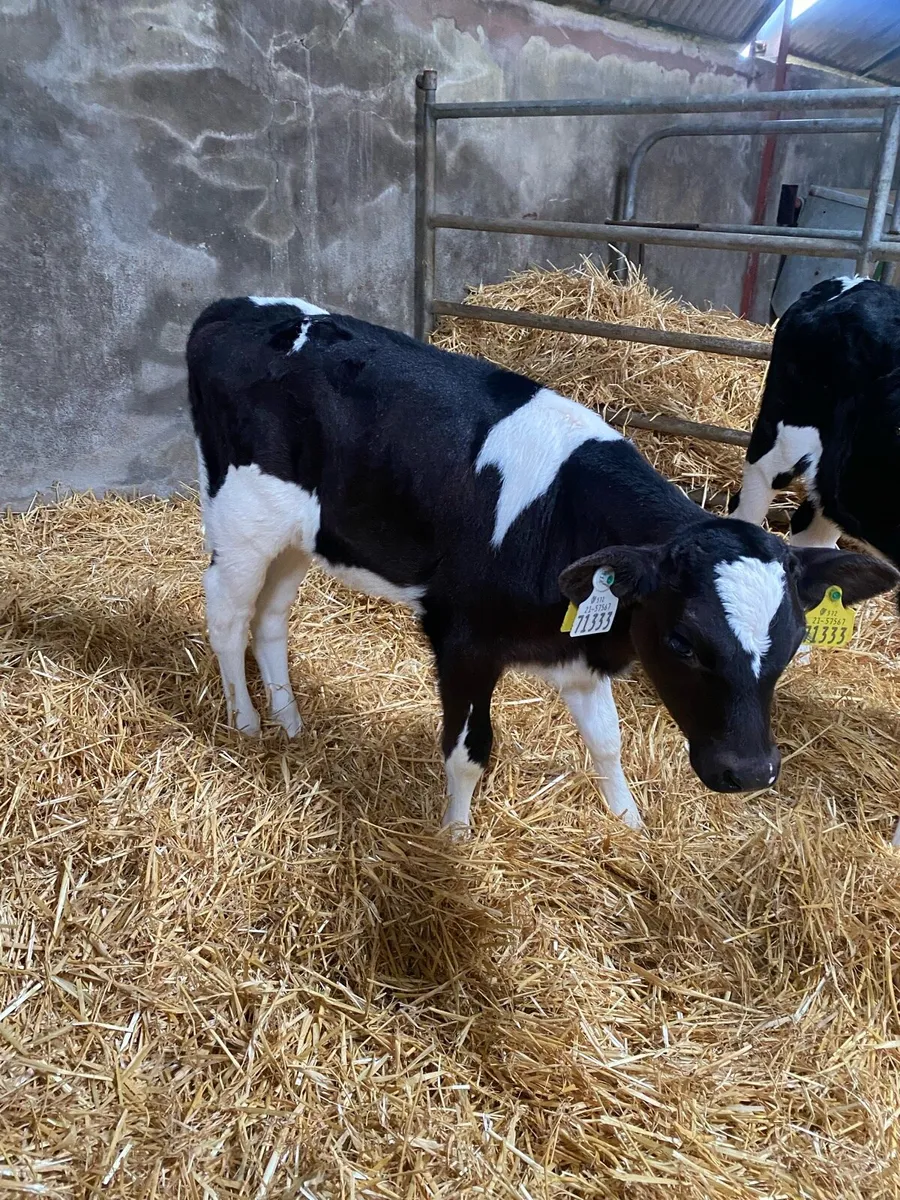 Pedigree Fresian Heifer Calves - Image 1