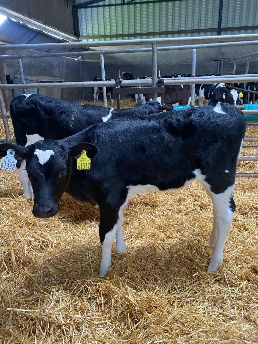 Pedigree Fresian Heifer Calves - Image 2
