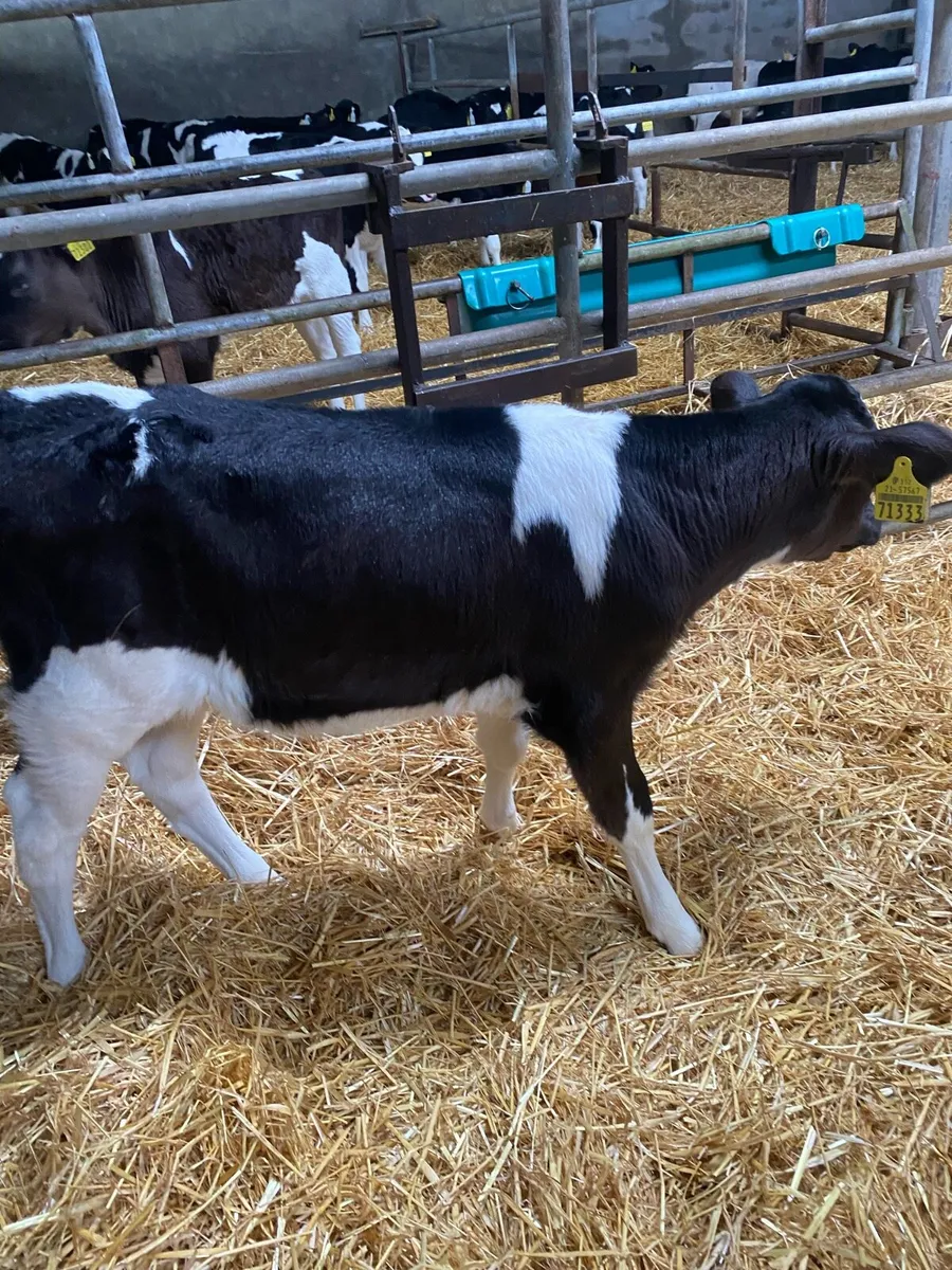 Pedigree Fresian Heifer Calves - Image 3