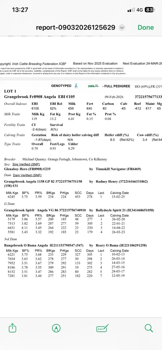 Pedigree Fresian Heifer Calves - Image 4