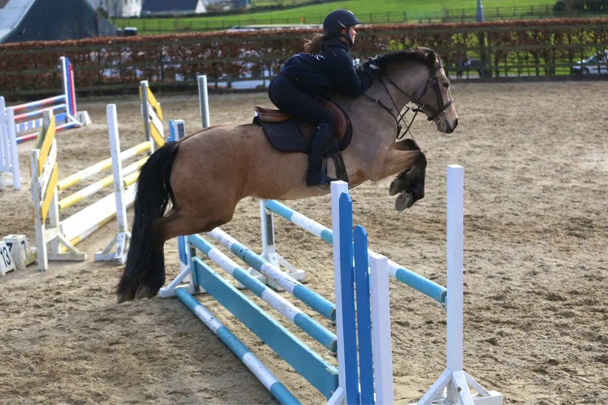 148 Connemara mare - Image 1