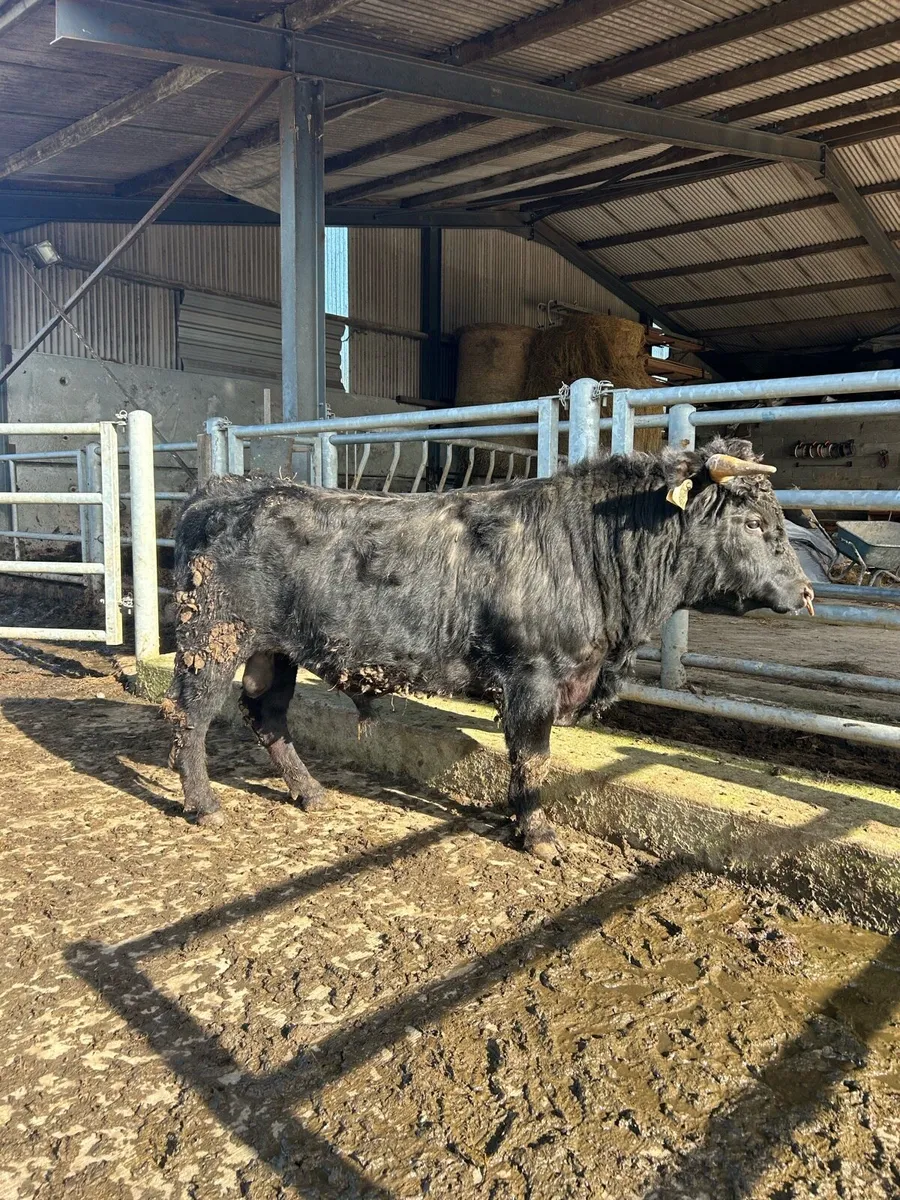 PBR Dexter Bull - Image 1