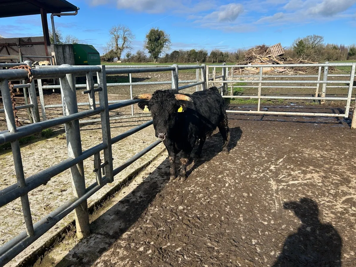 PBR Dexter Bull - Image 2