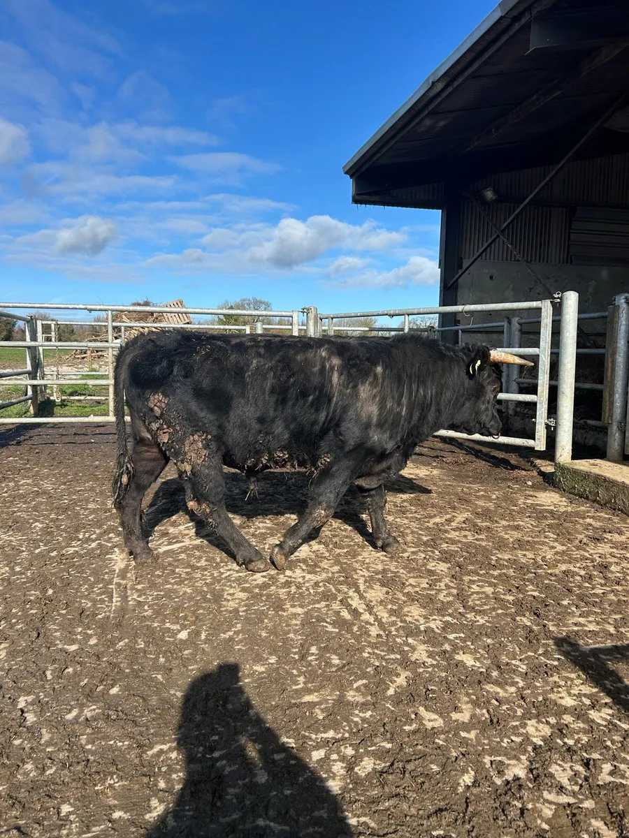 PBR Dexter Bull - Image 3