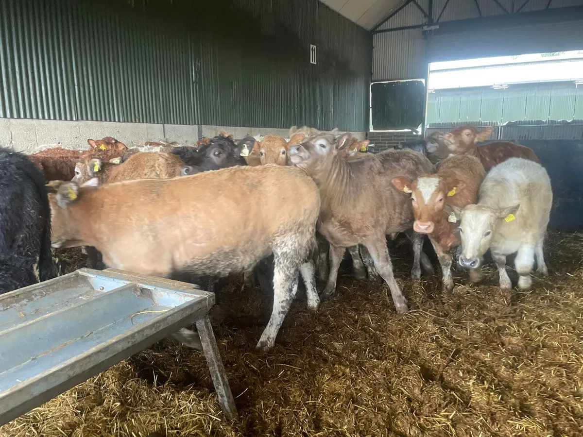 23 Continental Heifers (spring born 2025) - Image 4