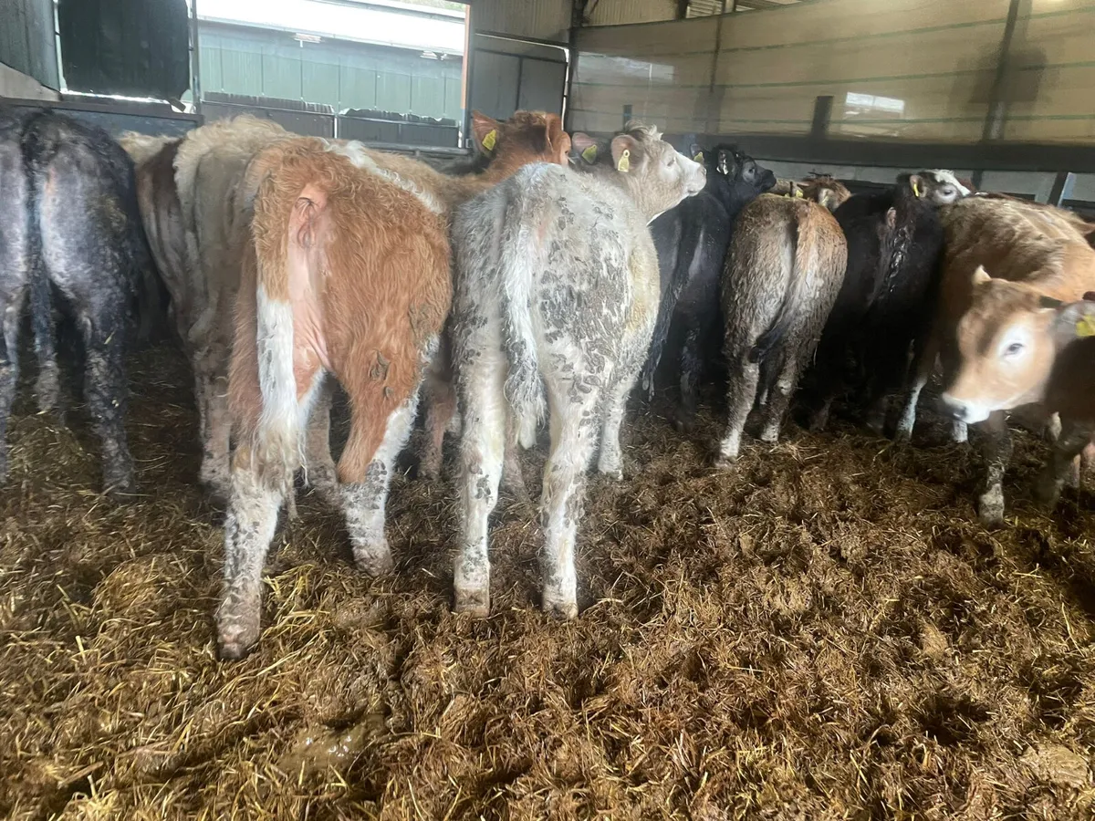23 Continental Heifers (spring born 2025) - Image 2