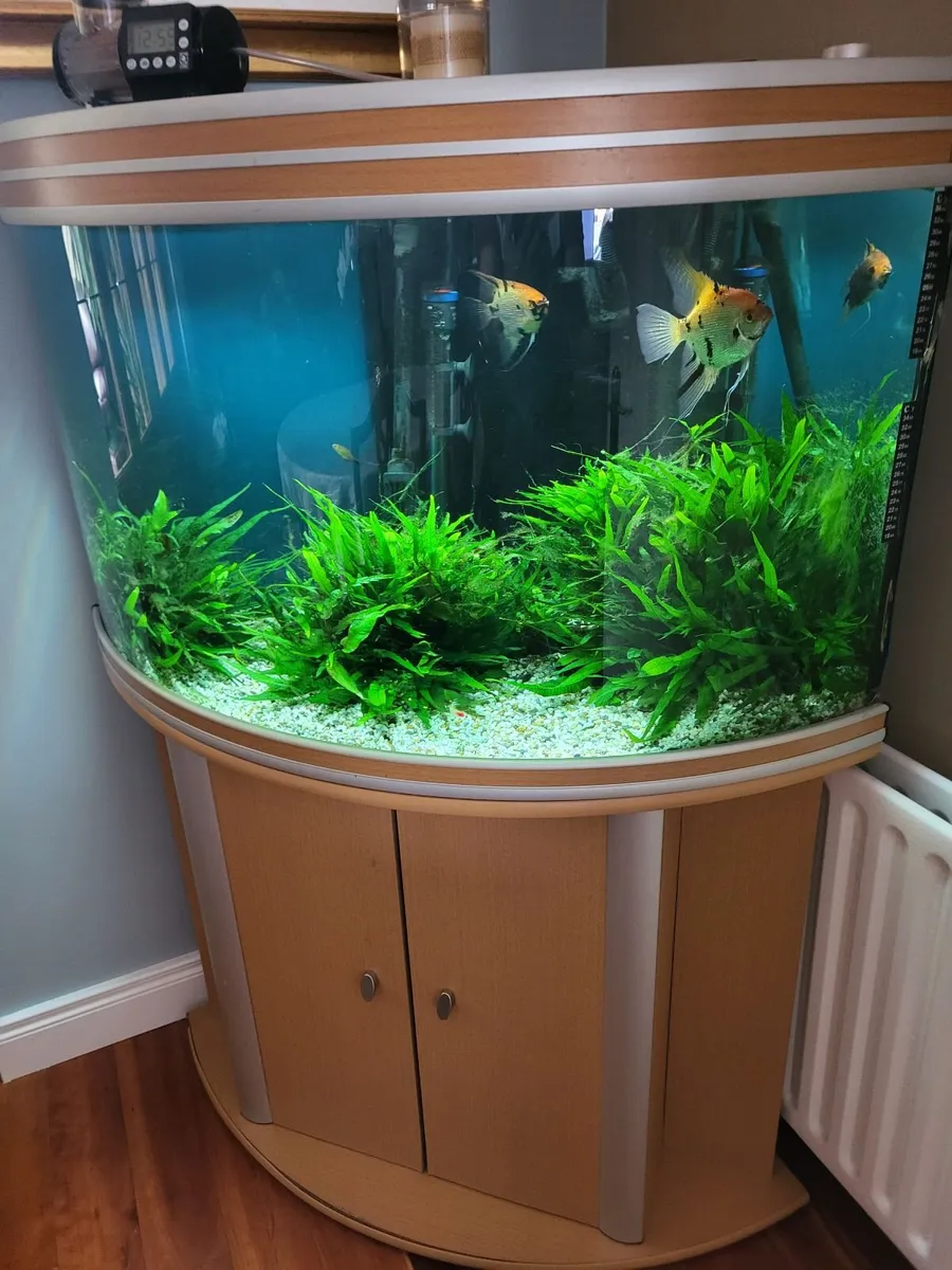 Corner Fish tank - Image 1
