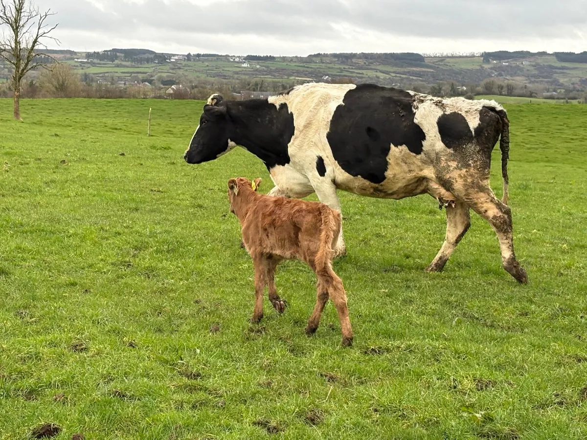 Cows with Calves at Foot & Dry Cows for Sale - Image 1