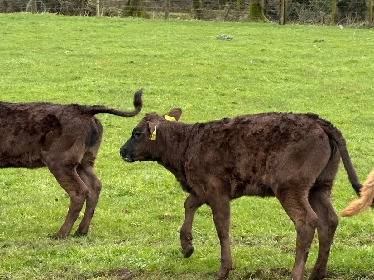 Cows with Calves at Foot & Dry Cows for Sale - Image 2