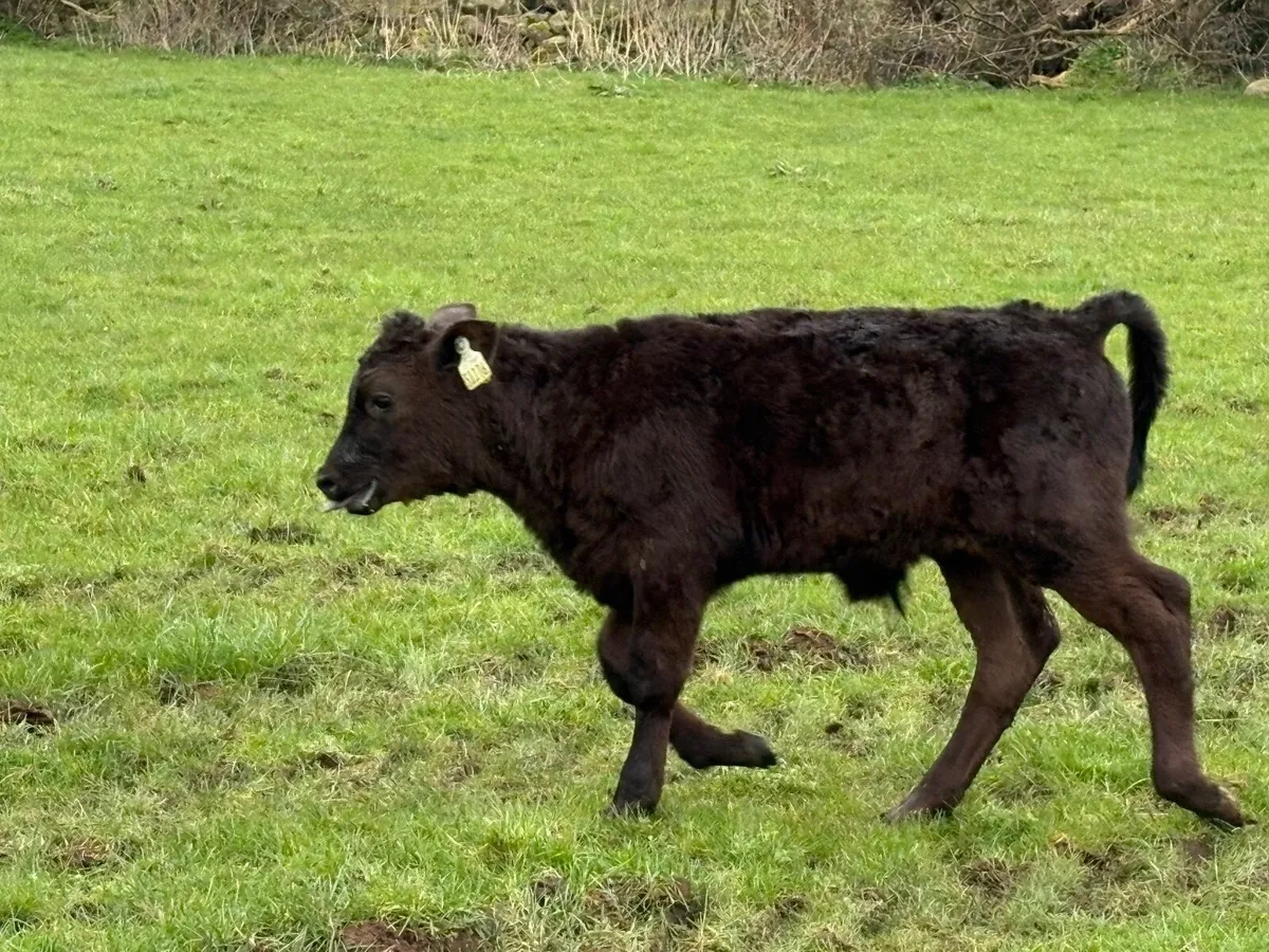 Cows with Calves at Foot & Dry Cows for Sale - Image 3
