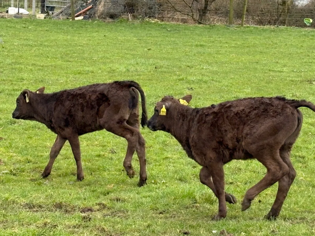 Cows with Calves at Foot & Dry Cows for Sale - Image 4