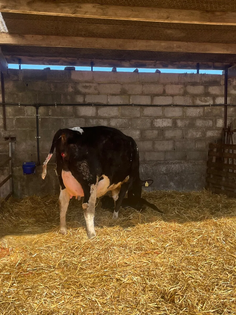 Calved Friesian Heifers - Image 1