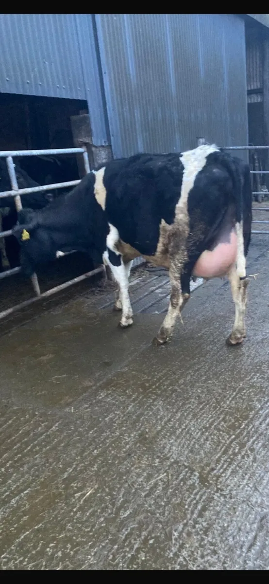 Calved Friesian Heifers - Image 3