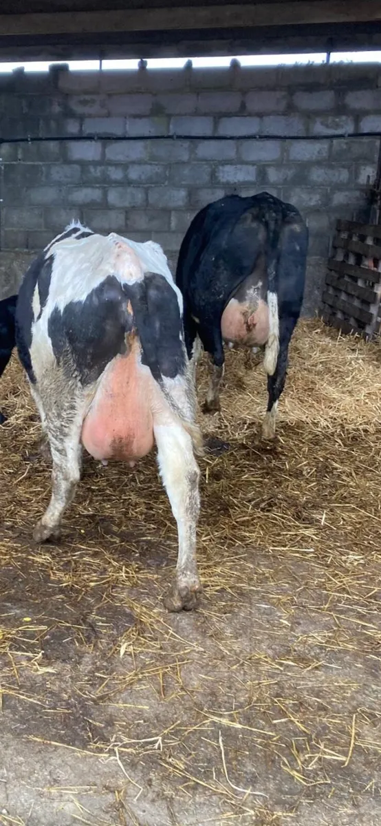 Calved Friesian Heifers - Image 4
