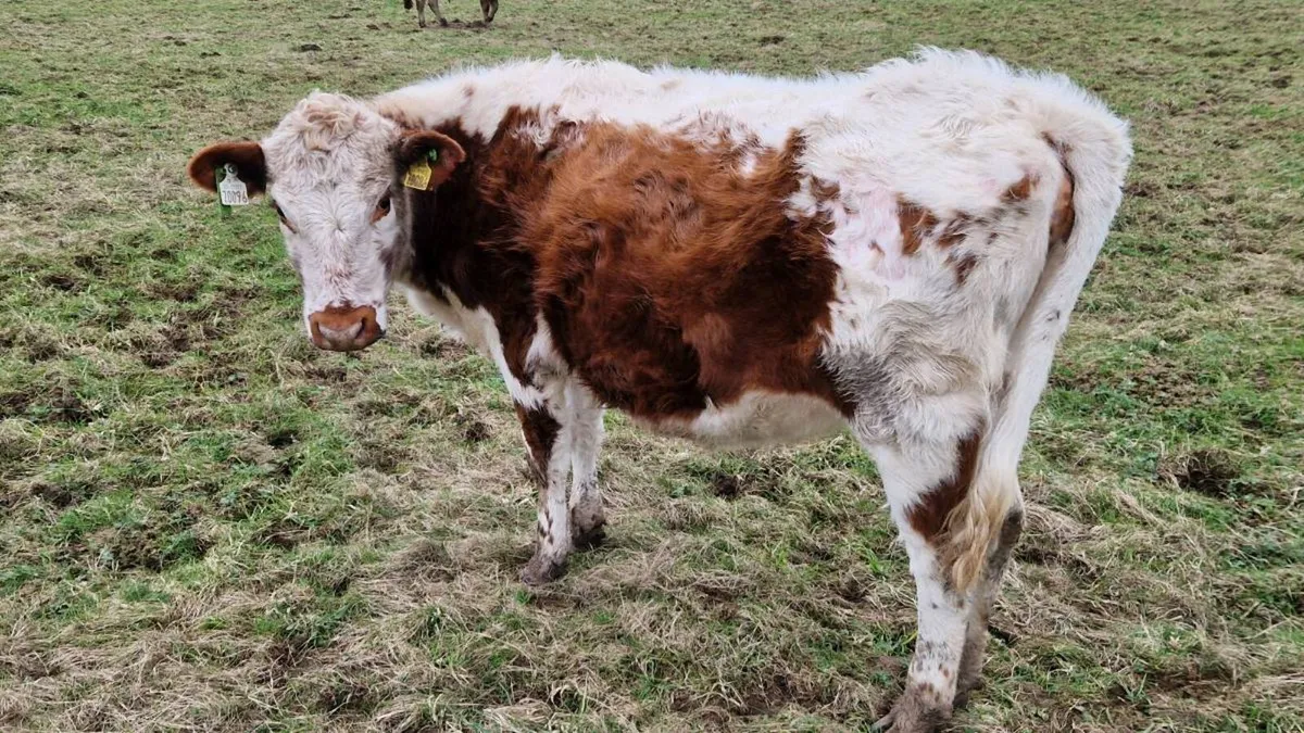 Irish moiled heifer - Image 2