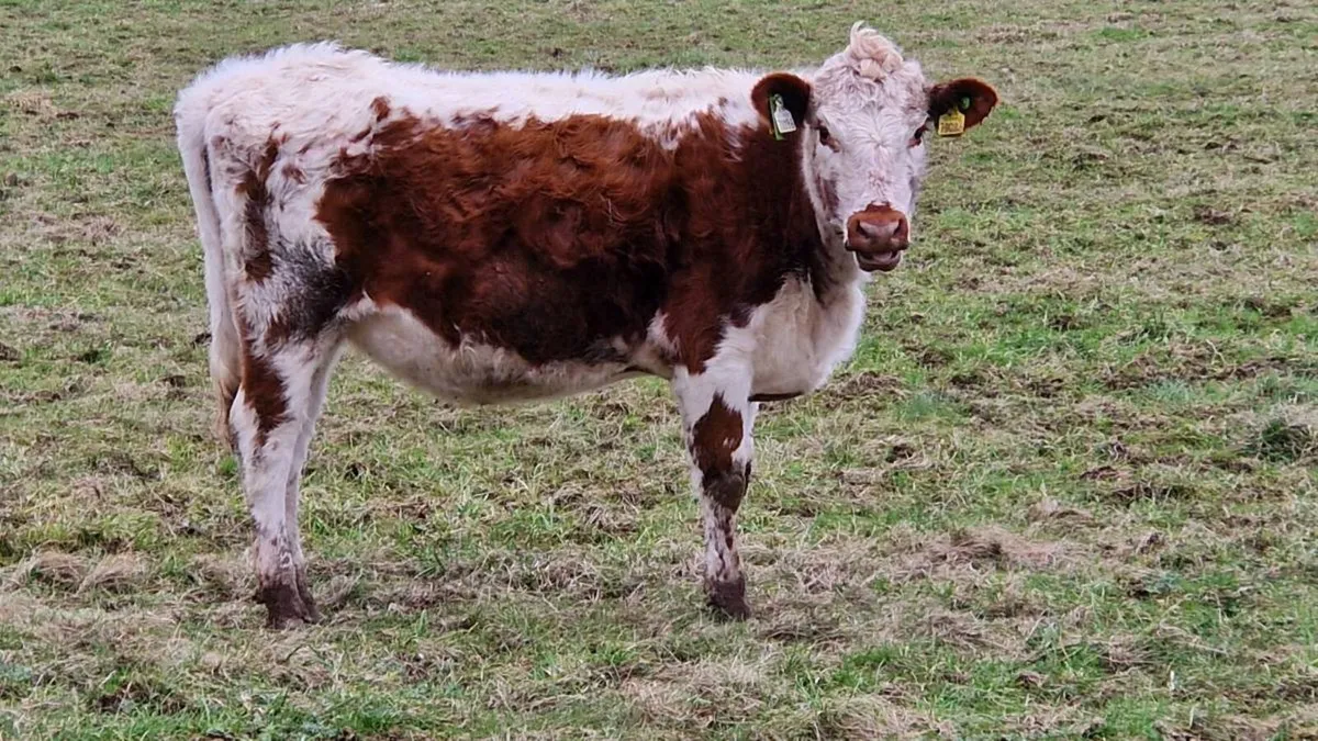 Irish moiled heifer - Image 4