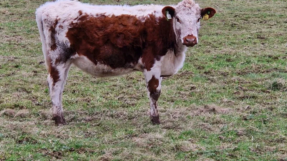 Irish moiled heifer - Image 1