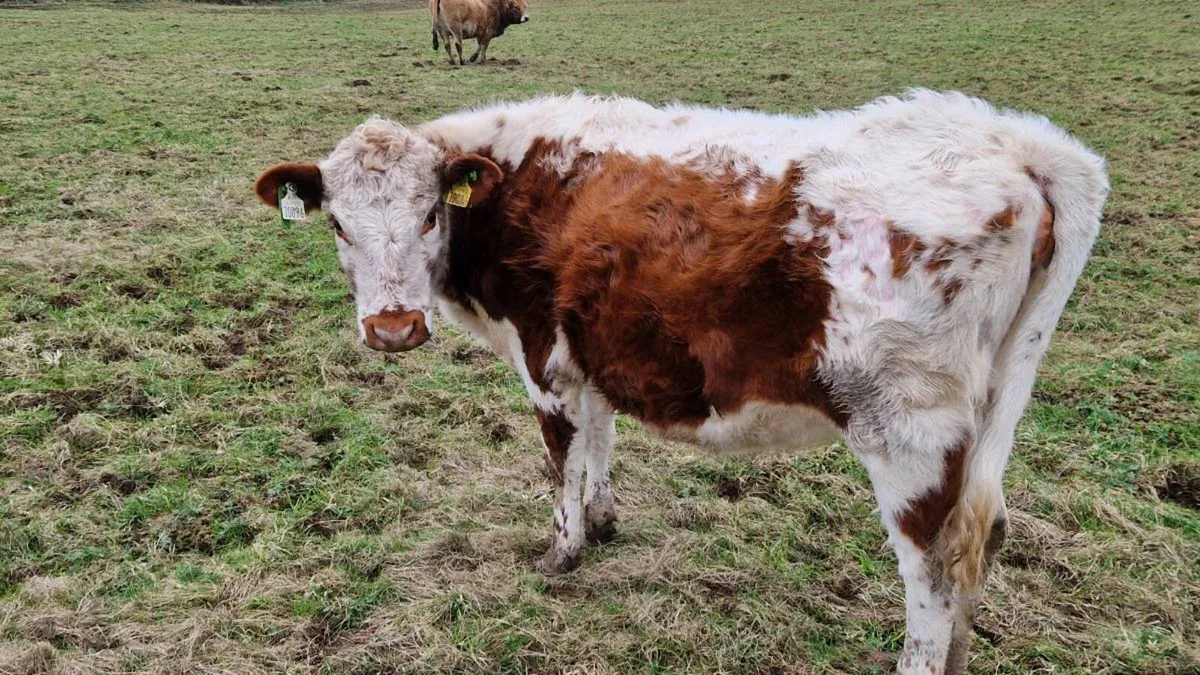 Irish moiled heifer - Image 3