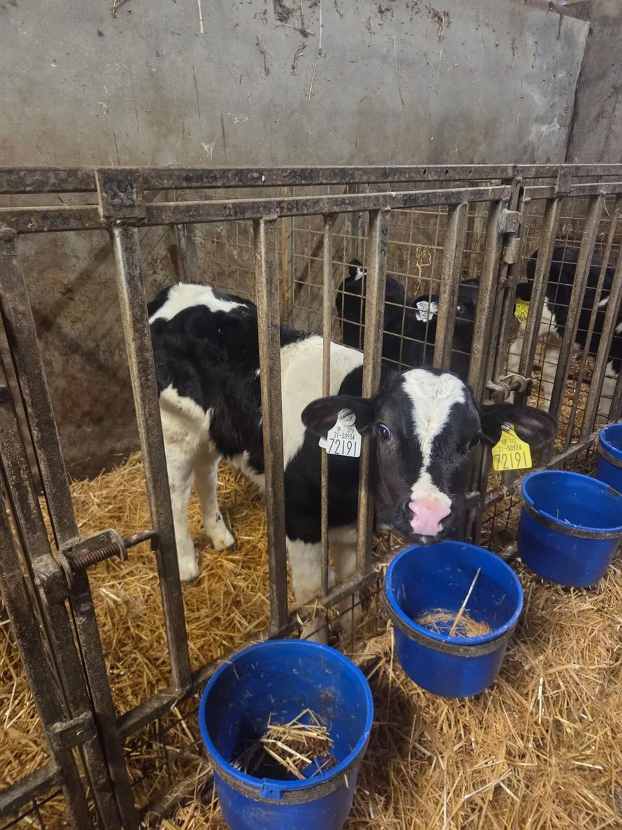 Friesian bull calves - Image 1