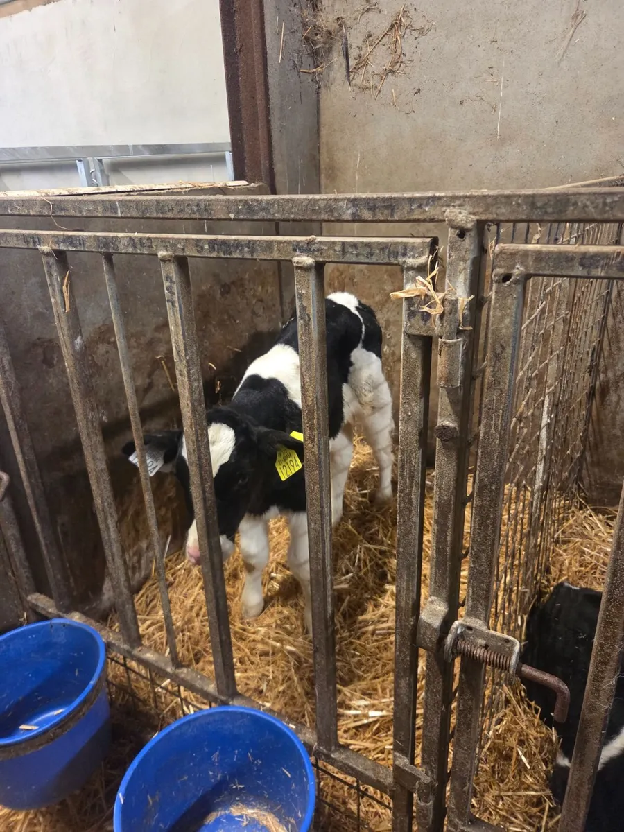 Friesian bull calves - Image 2