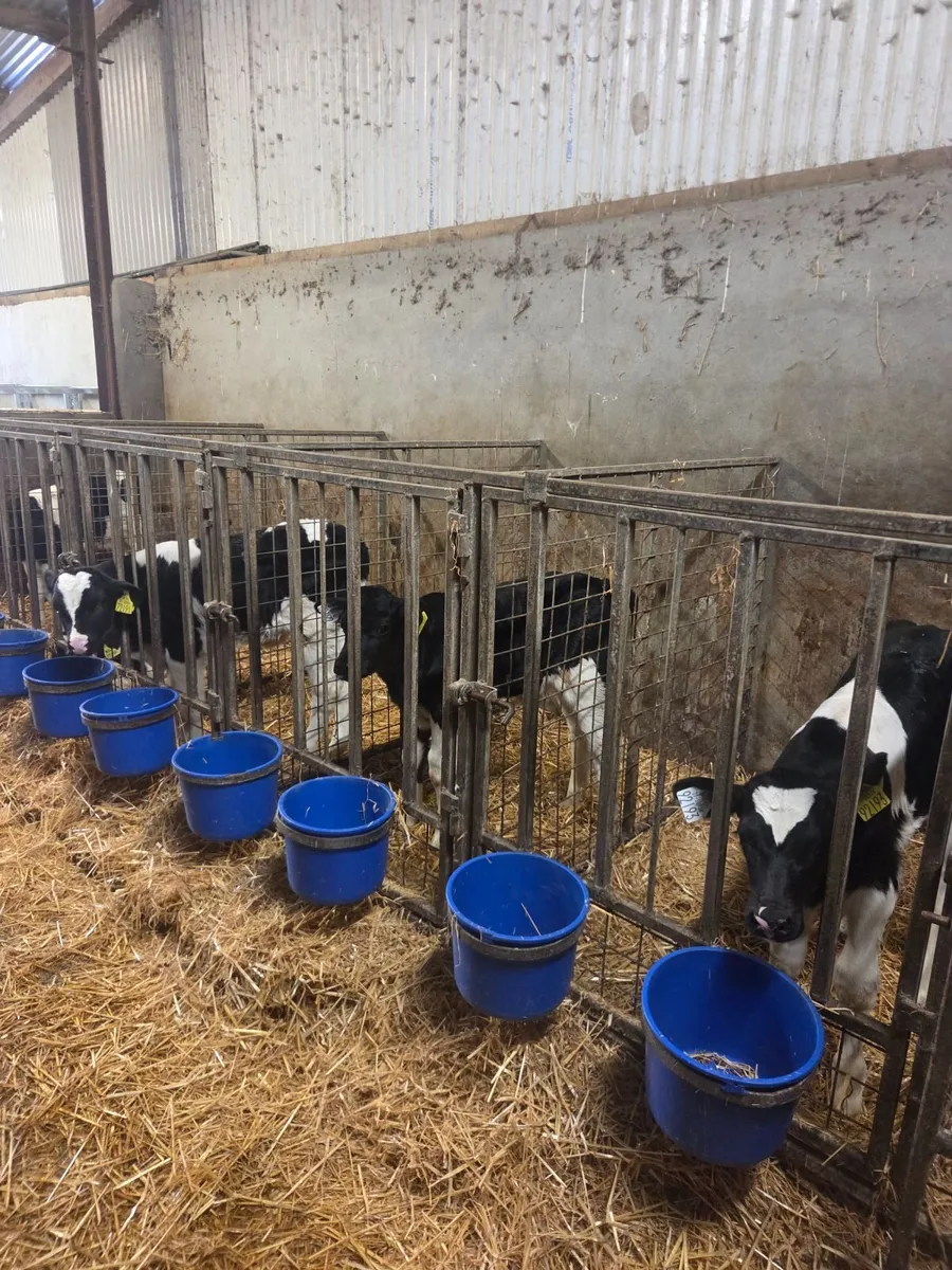 Friesian bull calves - Image 3