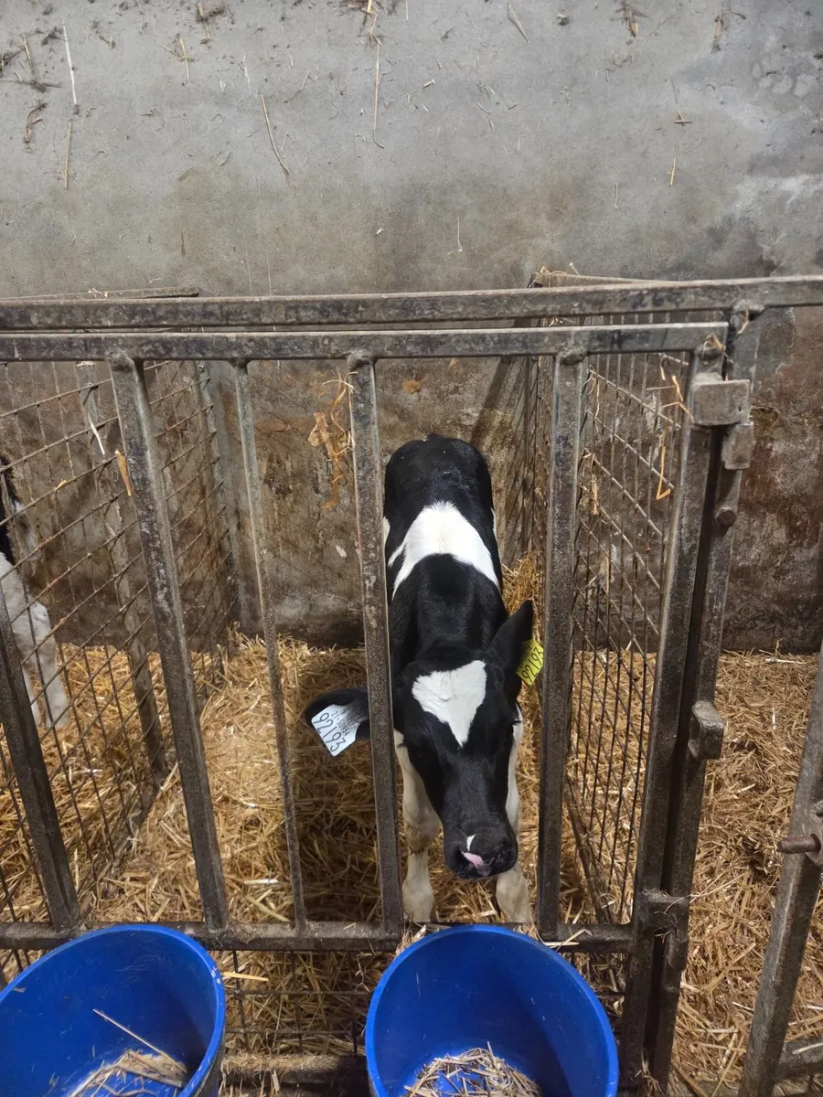 Friesian bull calves - Image 4