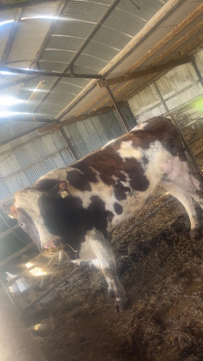 Purebred Fresian - Image 2