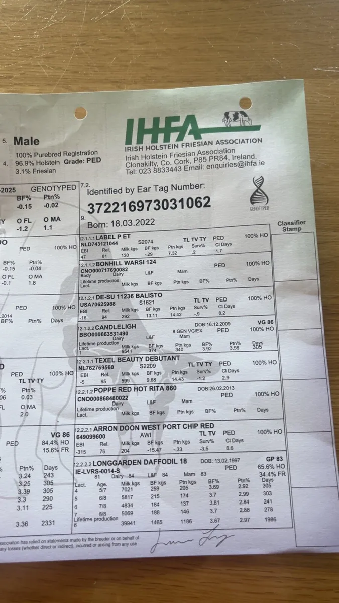 Purebred Fresian - Image 3