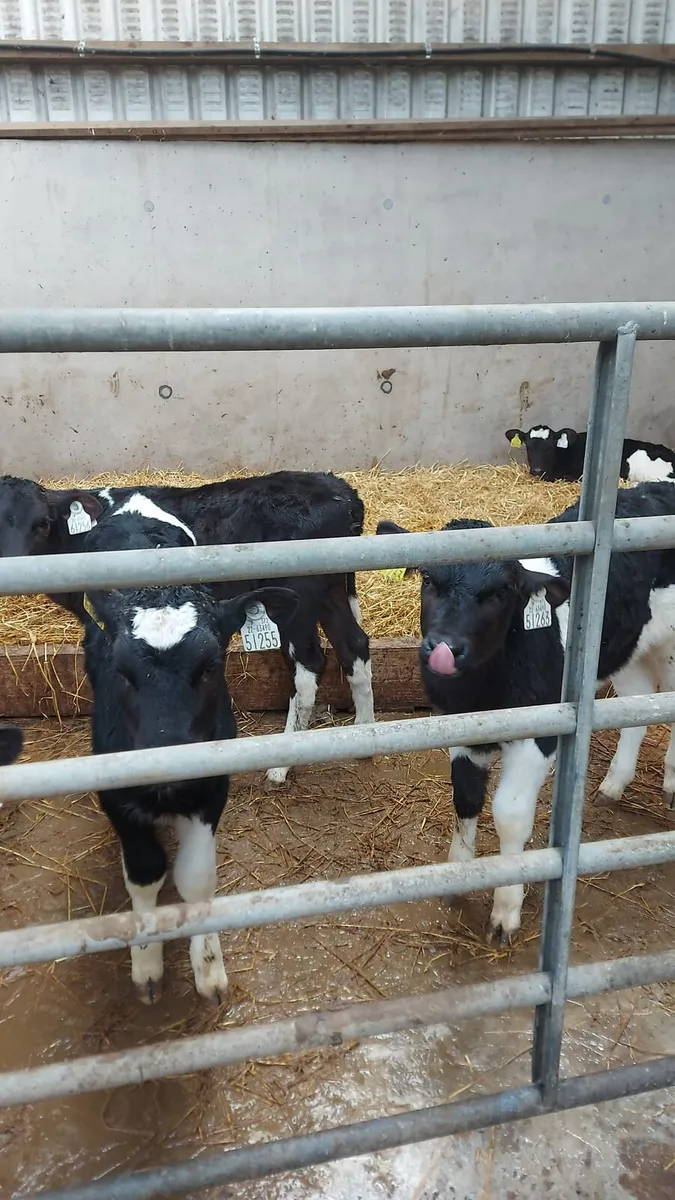 Calves - Image 2
