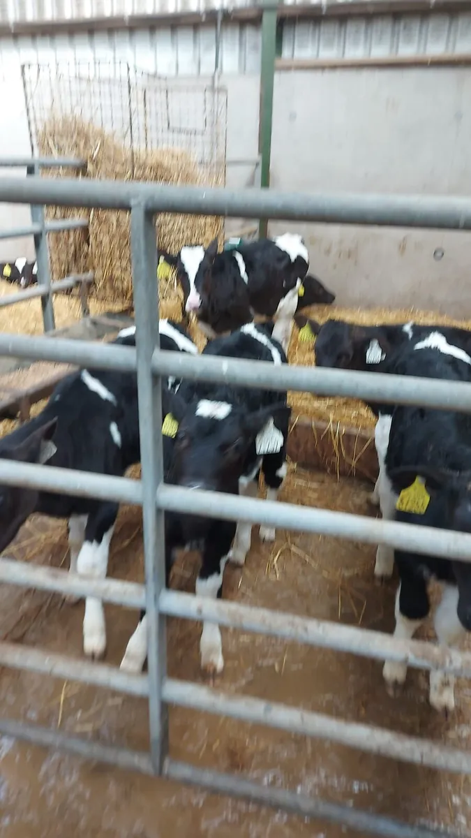 Calves - Image 3