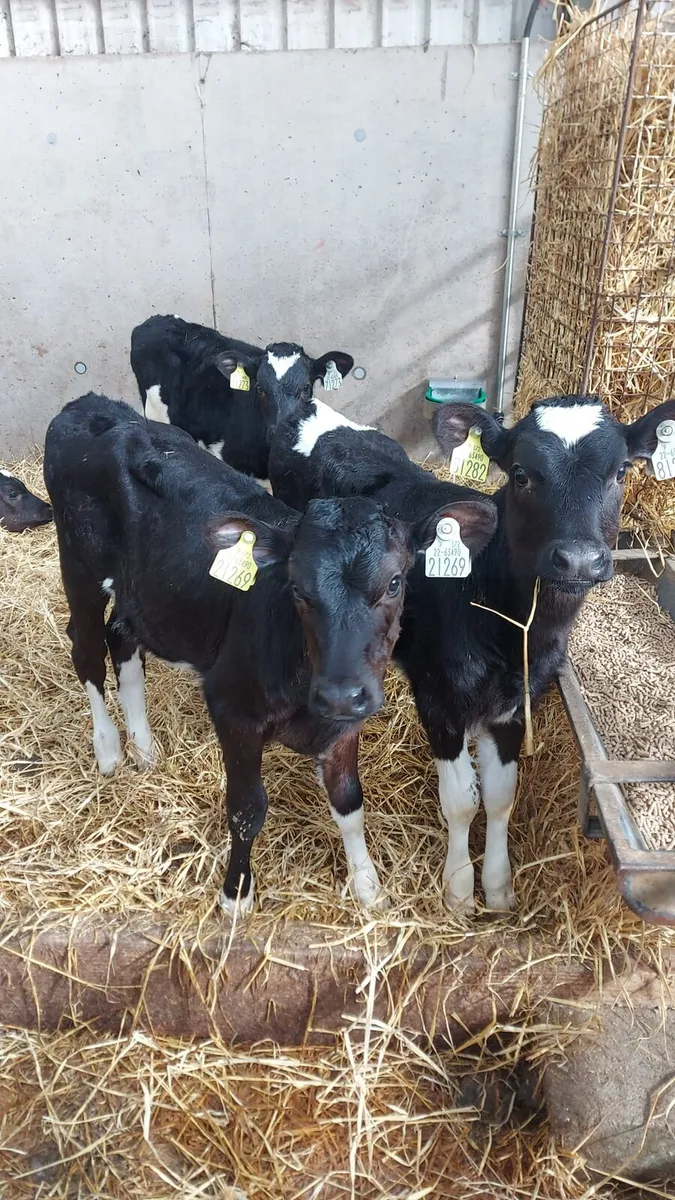 Calves - Image 1