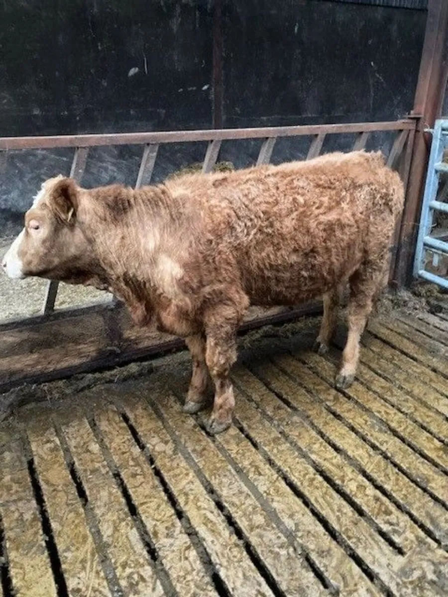 PBNR Simmental Bulling Heifer - Image 1
